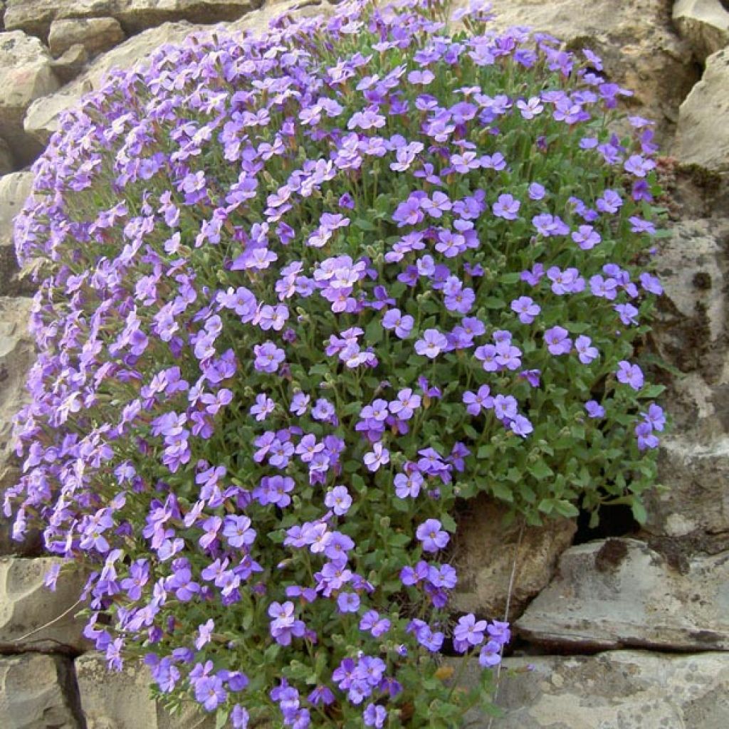 Aubrieta Cascade Blue