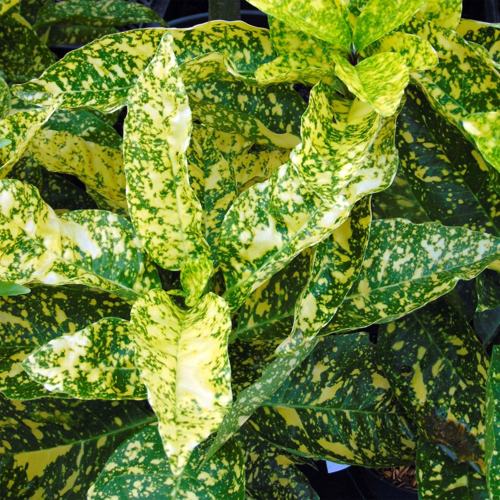 Aucuba japonica Crotonifolia- Spotted Laurel