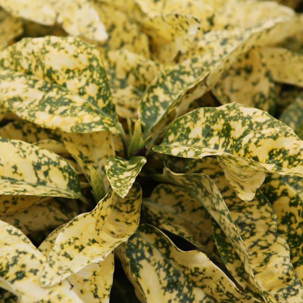 Aucuba japonica Crotonifolia- Spotted Laurel