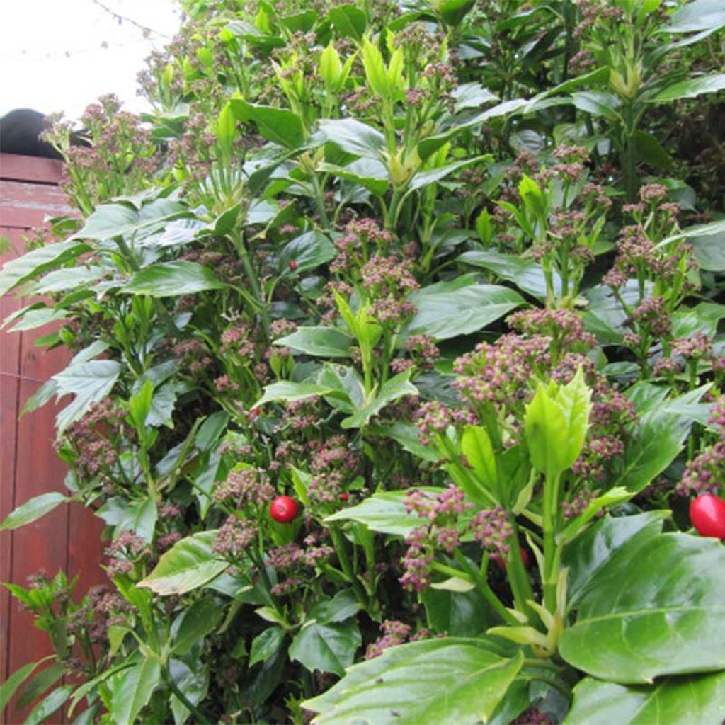 Aucuba Japonica Rozannie- Spotted Laurel