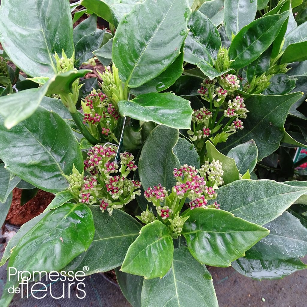 Aucuba Japonica Rozannie- Spotted Laurel