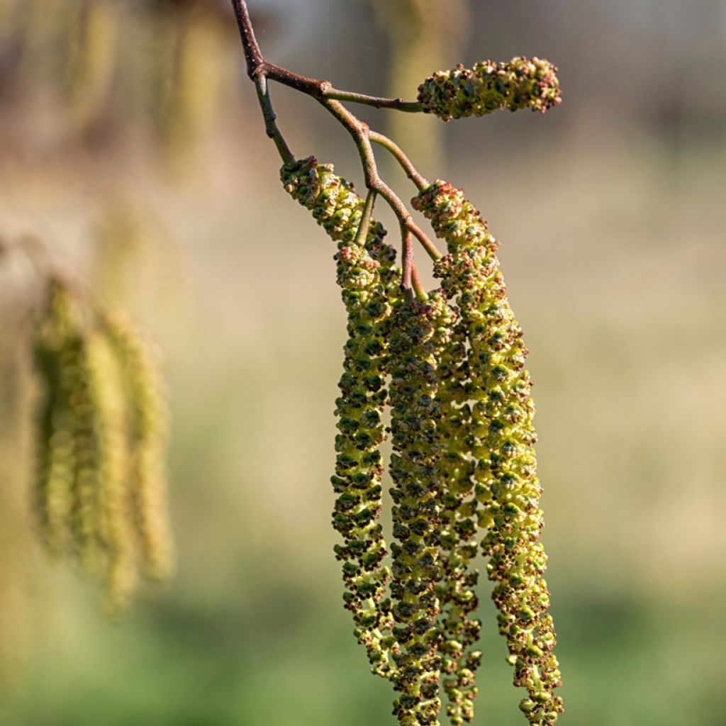 Alnus cordata - Italian Alder