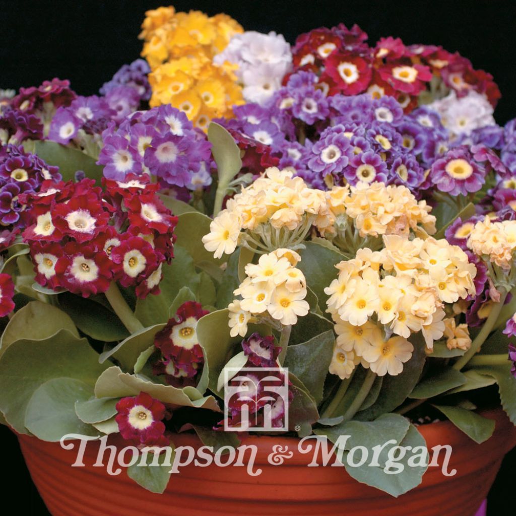 Auricula Viennese Waltz