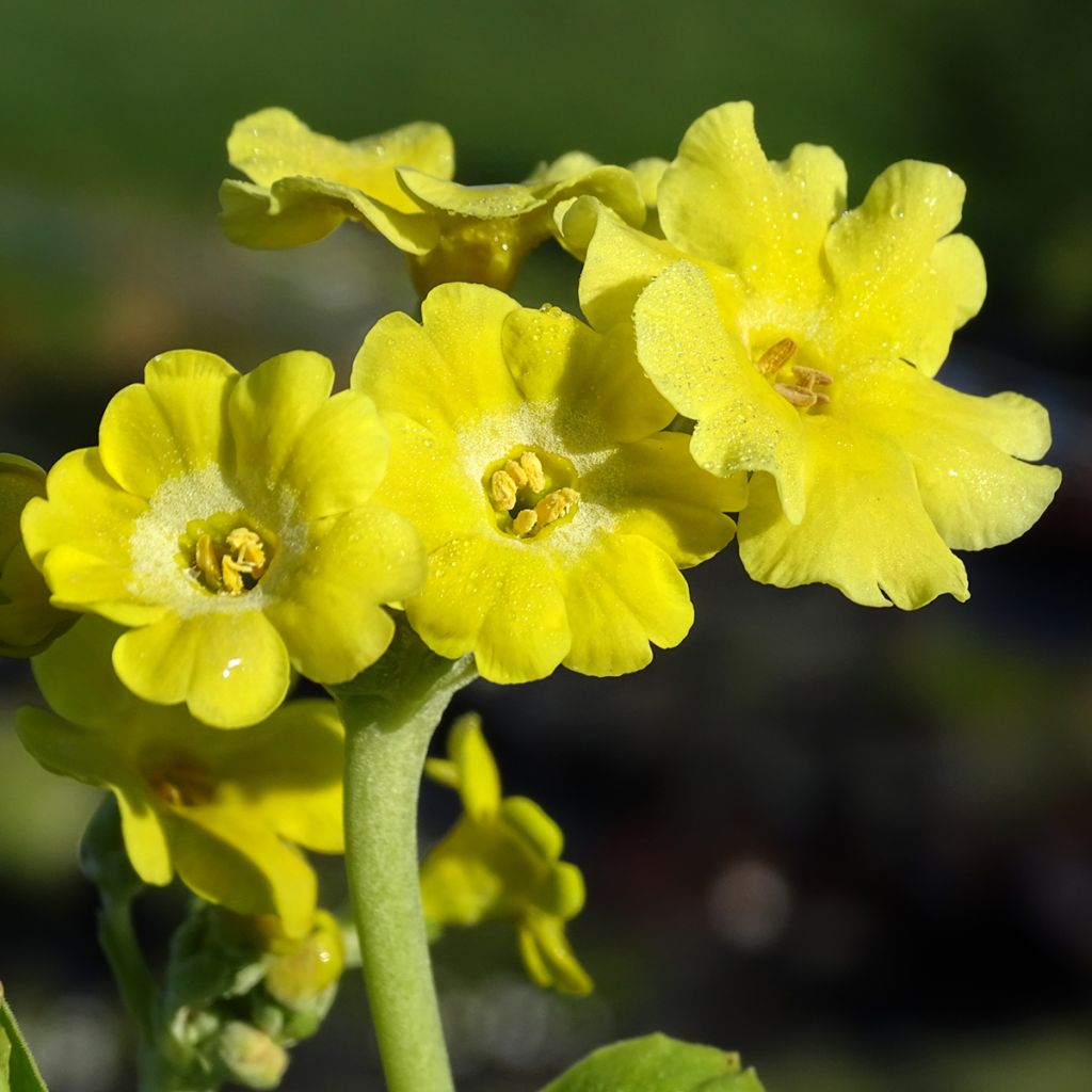 Primula x pubescens - Tyrol Primrose