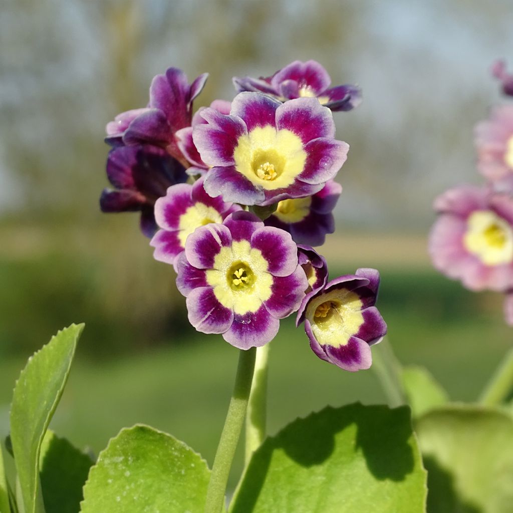 Primula x pubescens - Tyrol Primrose