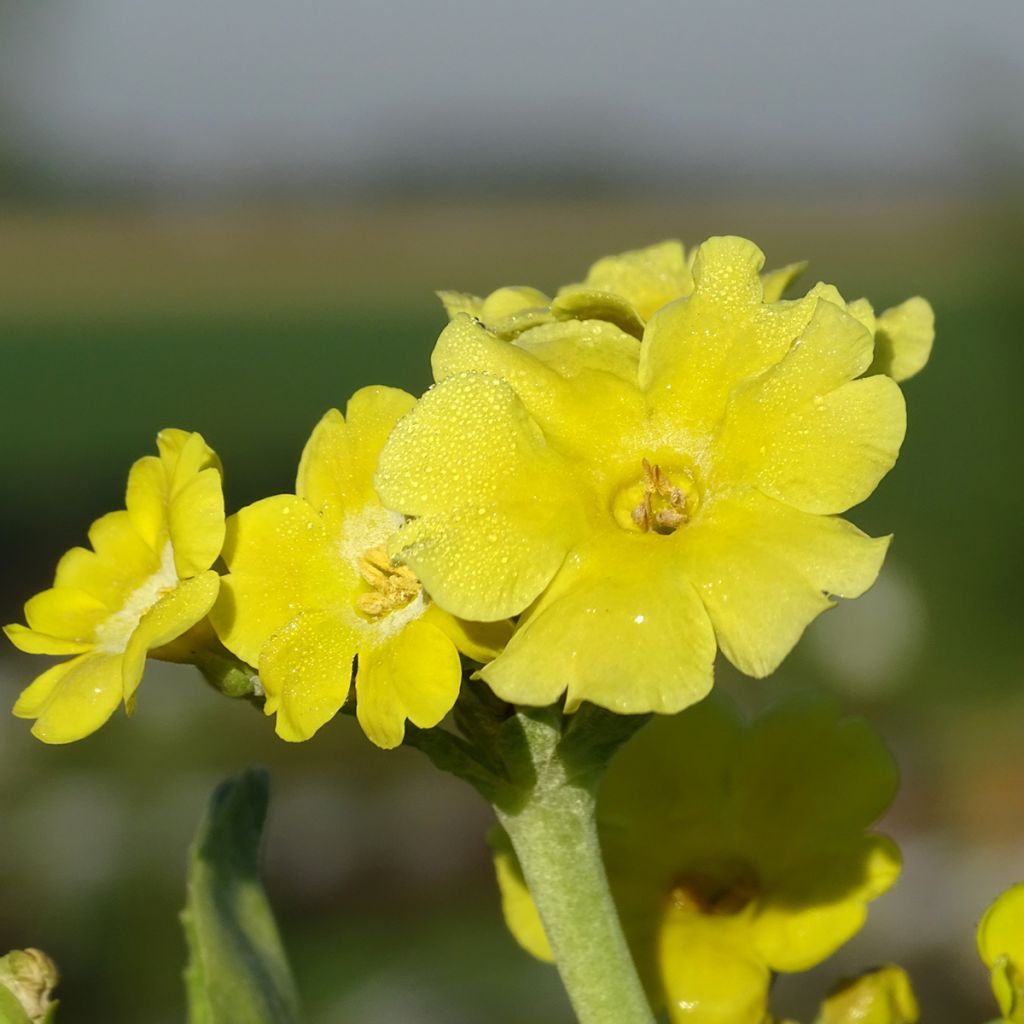 Primula x pubescens - Tyrol Primrose