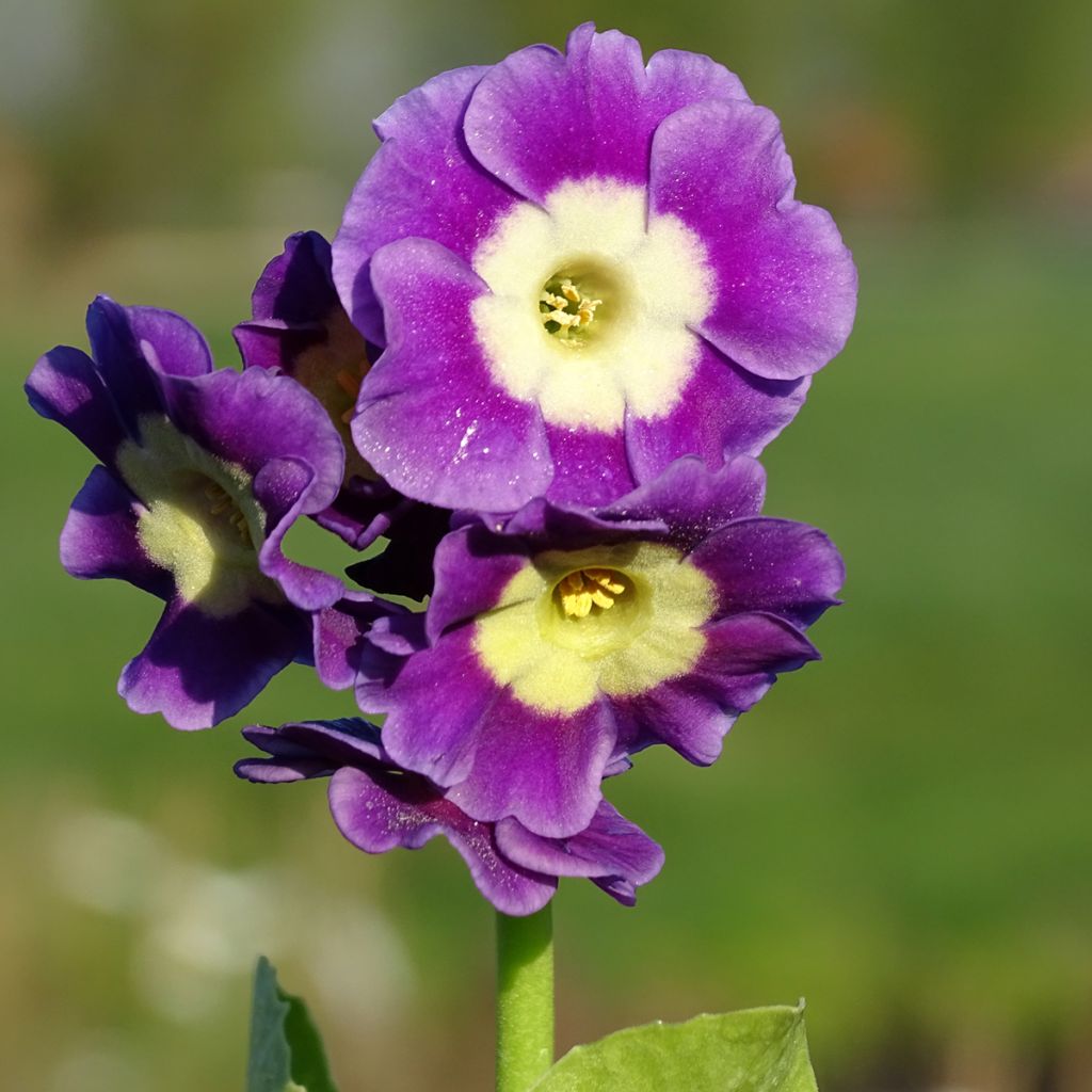 Primula x pubescens - Tyrol Primrose