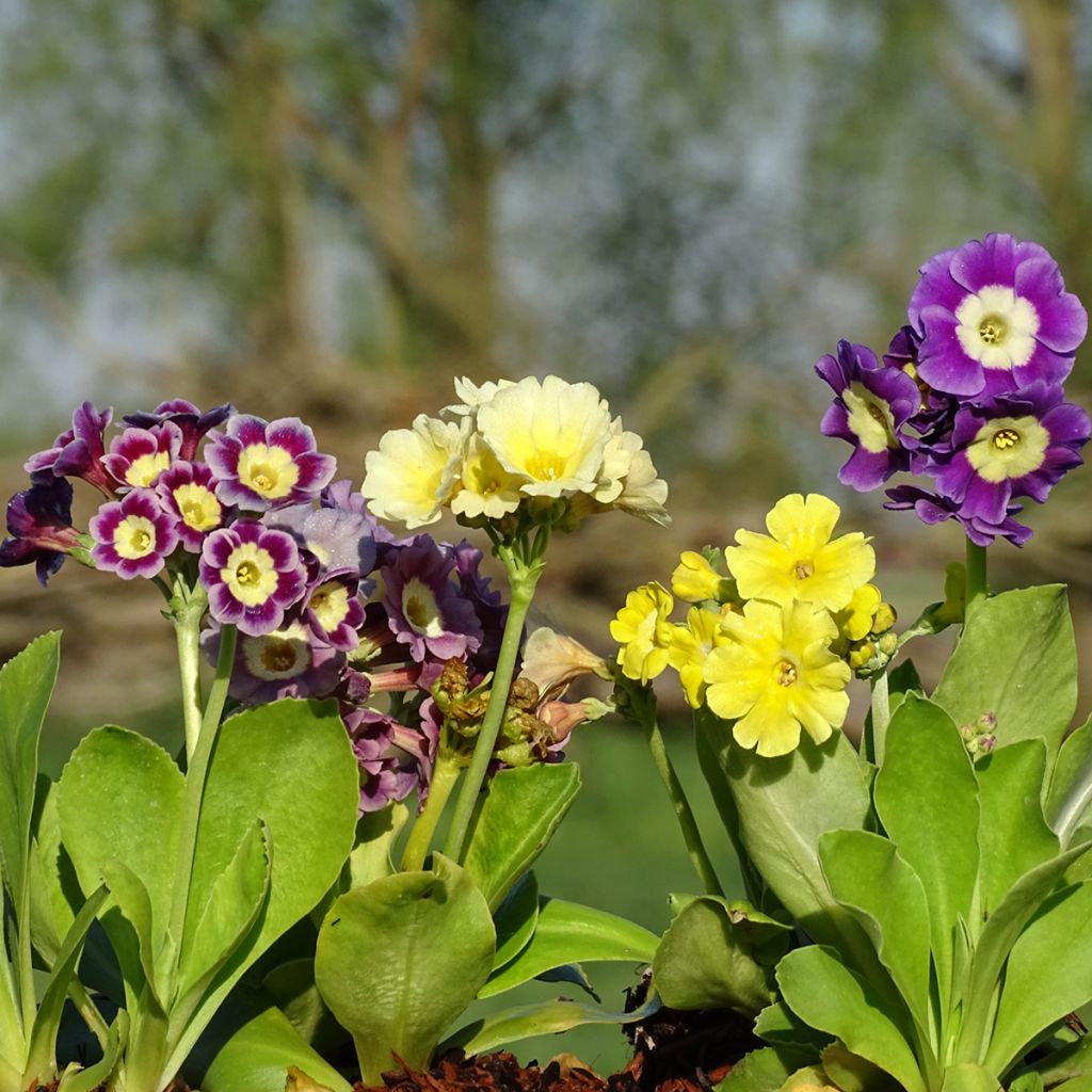 Primula x pubescens - Tyrol Primrose