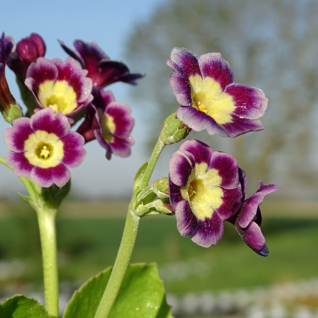 Primula x pubescens - Tyrol Primrose