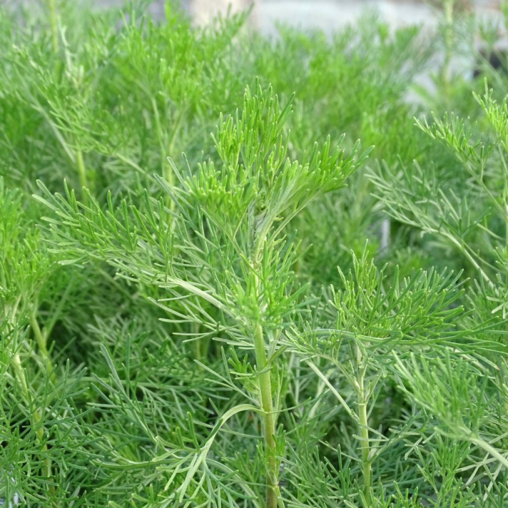 Artemisia abrotanum
