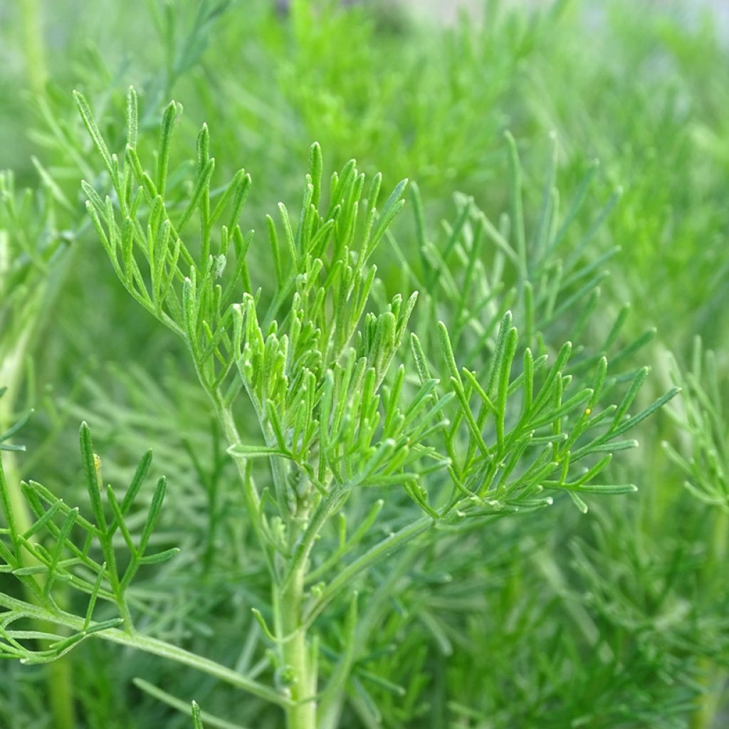 Artemisia abrotanum