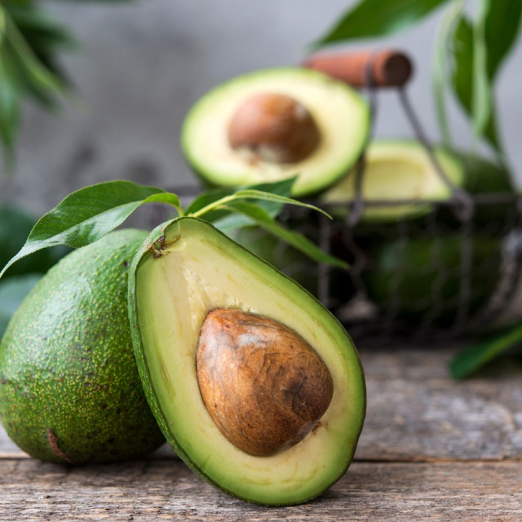 Avocado Tree Bacon - Persea americana