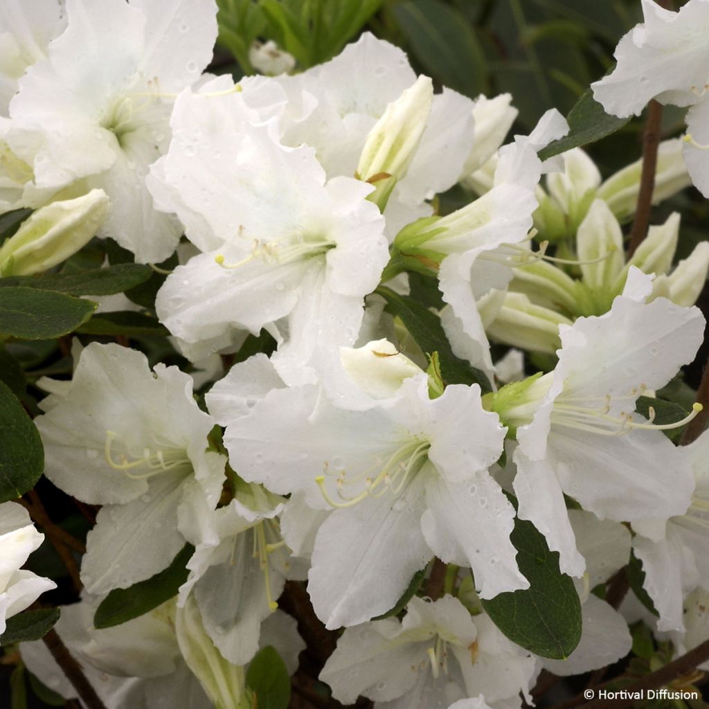 Azalea japonica Repetita White - Perpetual japanese azalea