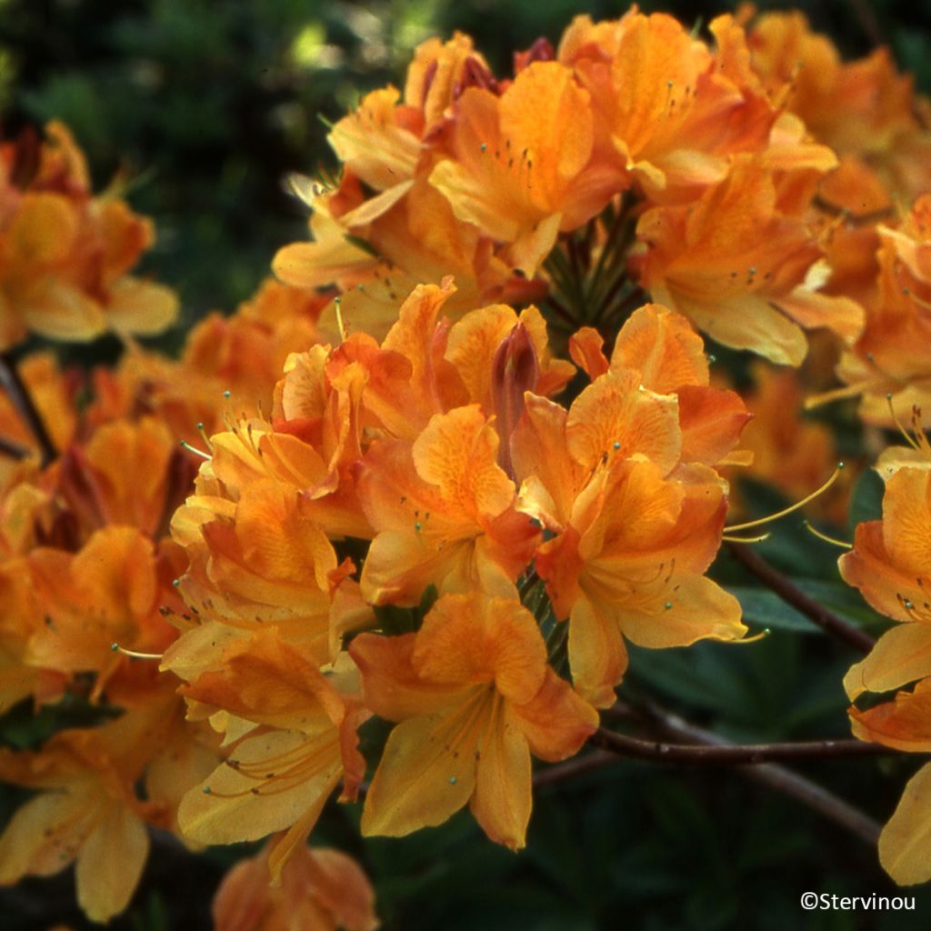 Rhododendron Hortulanus H Witte