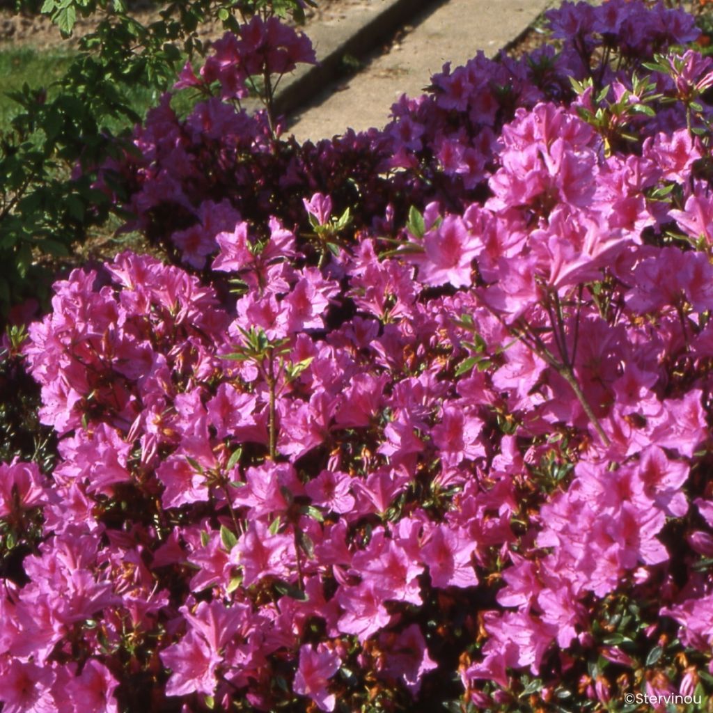 Rhododendron Beethoven