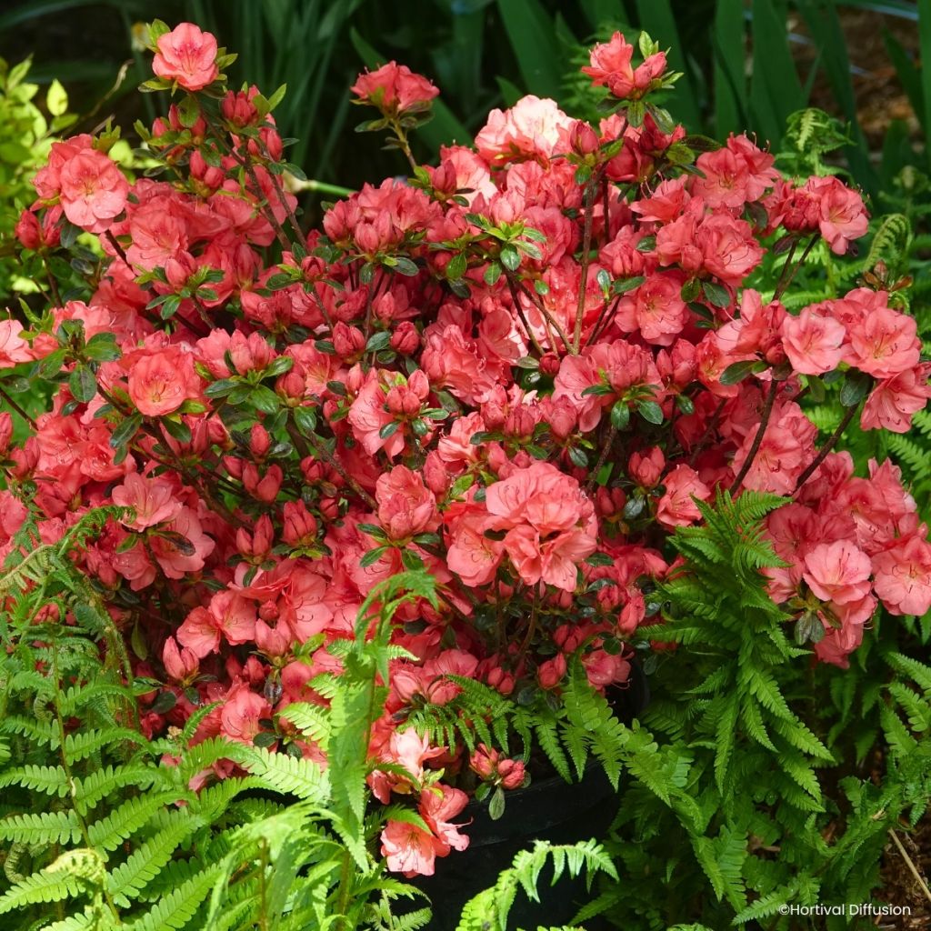 Azalea japonica Flash Dance® Salmon - Japanese azalea