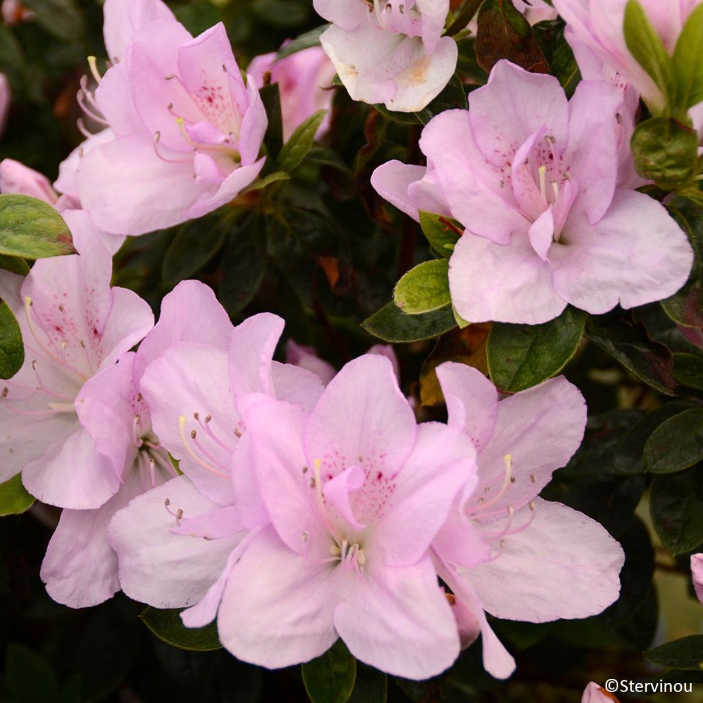 Japanese azalea Rêve de Lilas