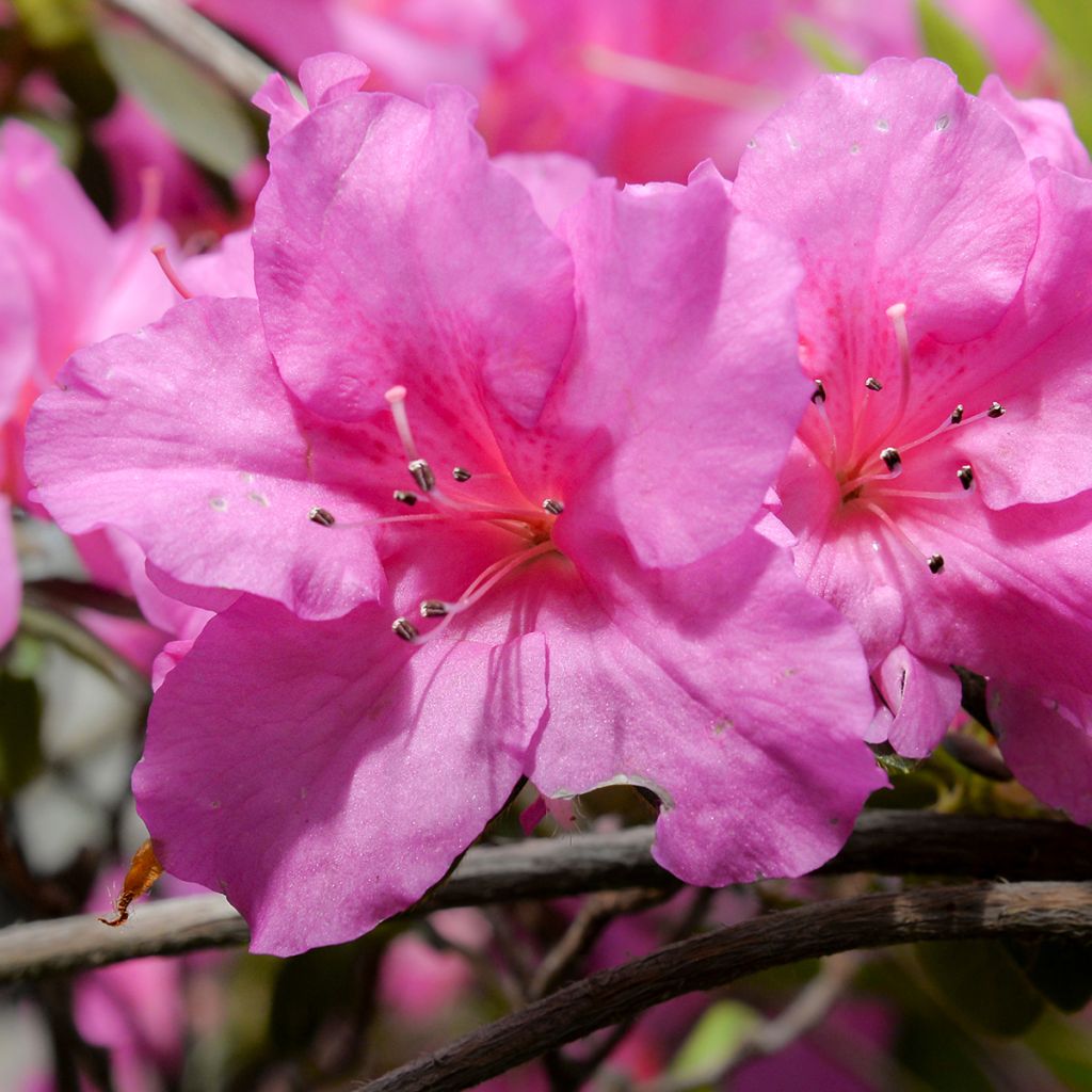 Japanese Azalea Greenway