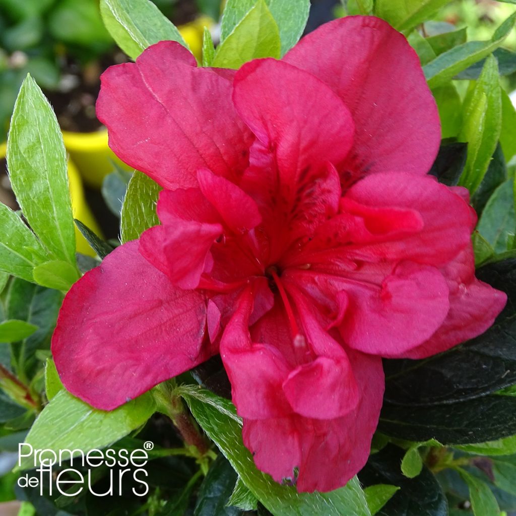 Azalea japonica ENCORE Autumn Fire Roblez