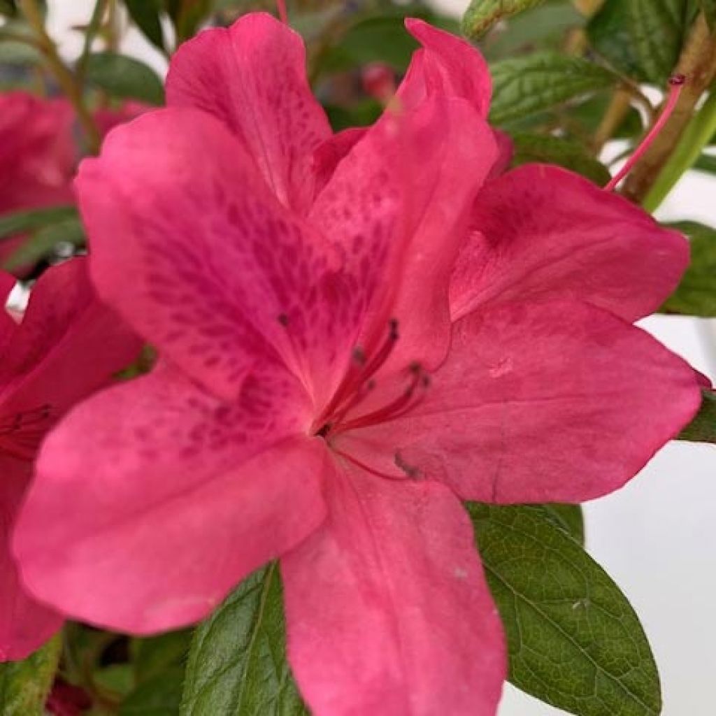 Azalea japonica ENCORE Jewel Roblue