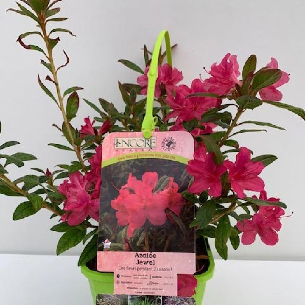 Azalea japonica ENCORE Jewel Roblue