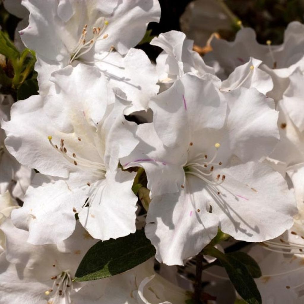Azalea japonica ENCORE Lily Roblex