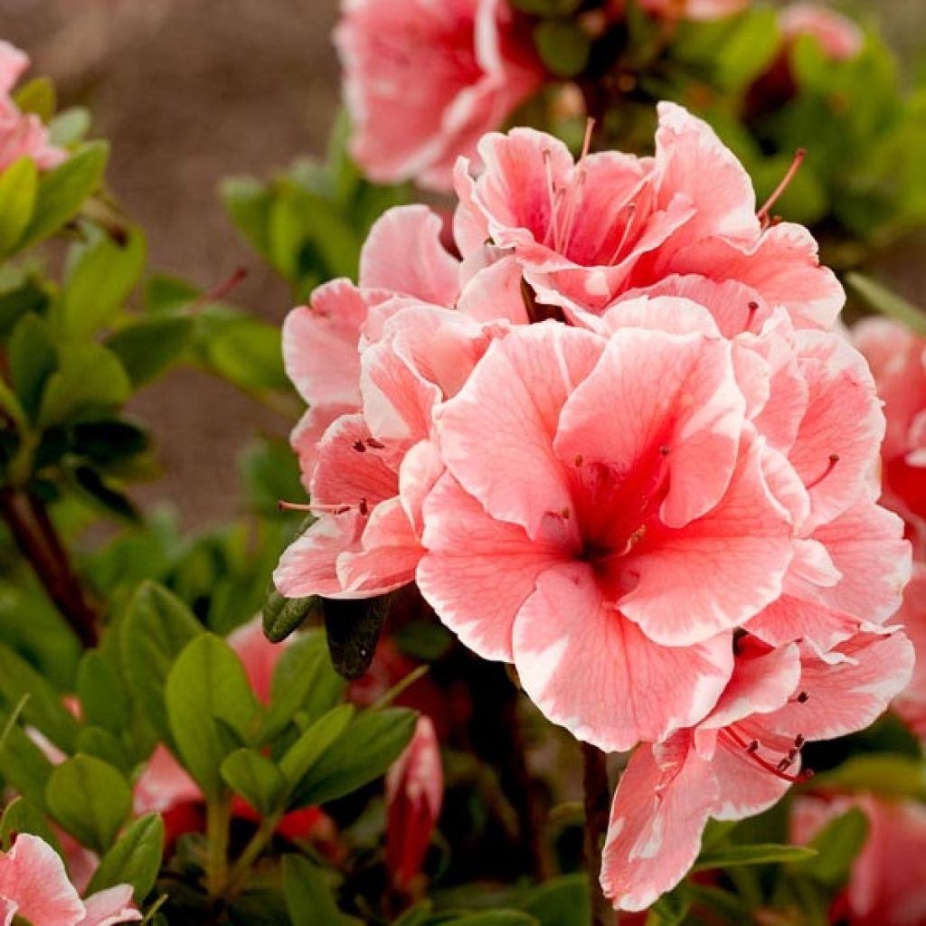 Azalea japonica ENCORE Sunburst Roblet