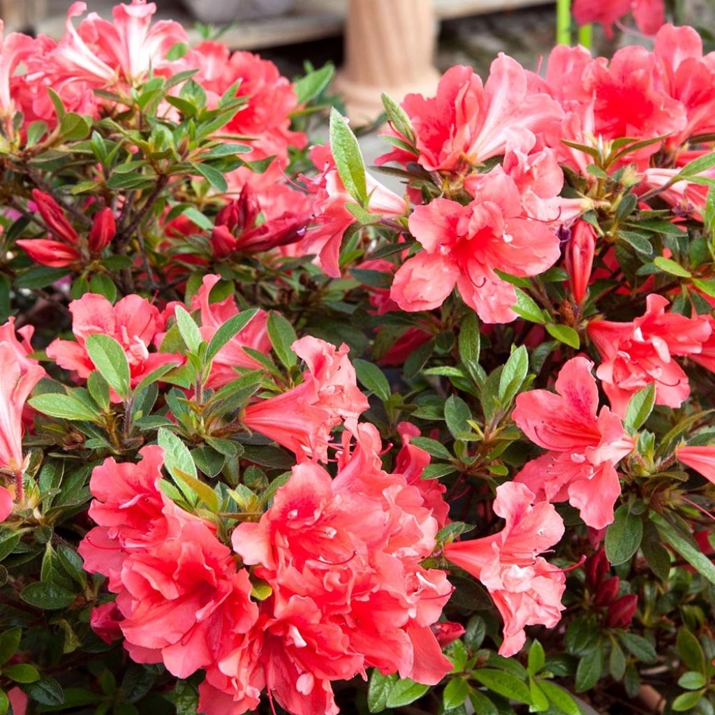 Azalea japonica ENCORE Sunset Roblen