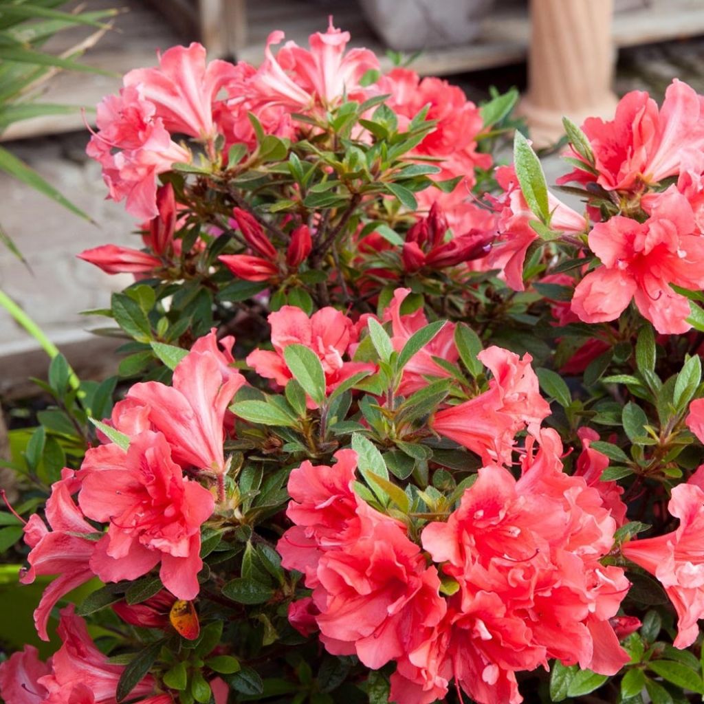Azalea japonica ENCORE Sunset Roblen