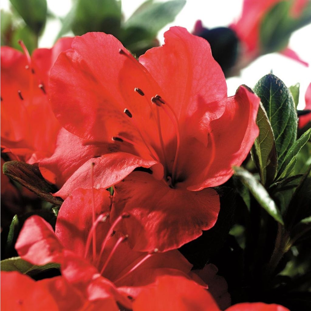 Azalea japonica ENCORE Sunset Roblen