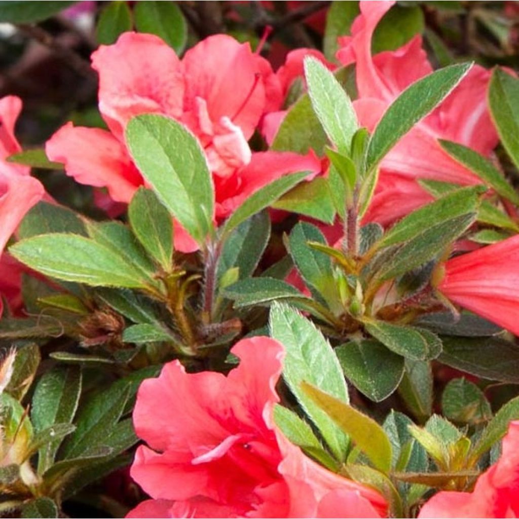 Azalea japonica ENCORE Sunset Roblen