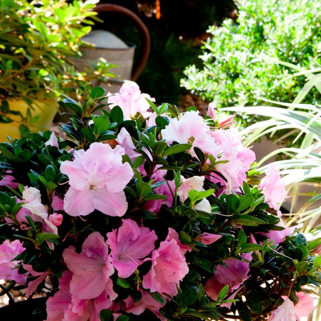 Azalea japonica ENCORE Sweetheart Roblja
