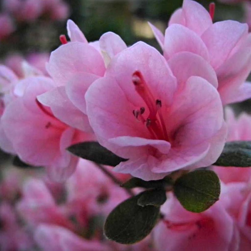 Azalea japonica Kirin
