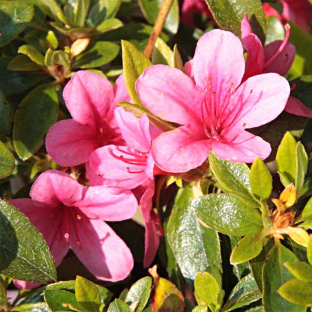 Japanese Azalea Sylvester