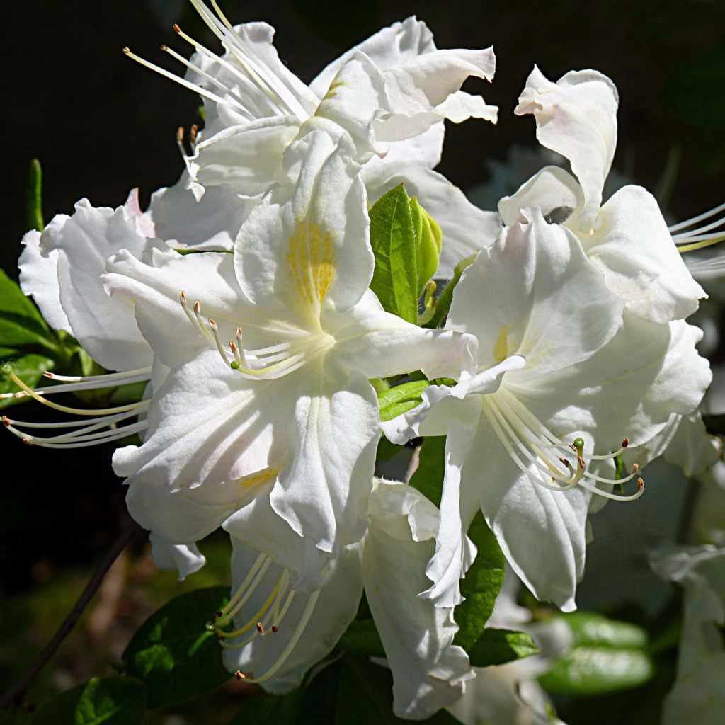 Azalea mollis Persil