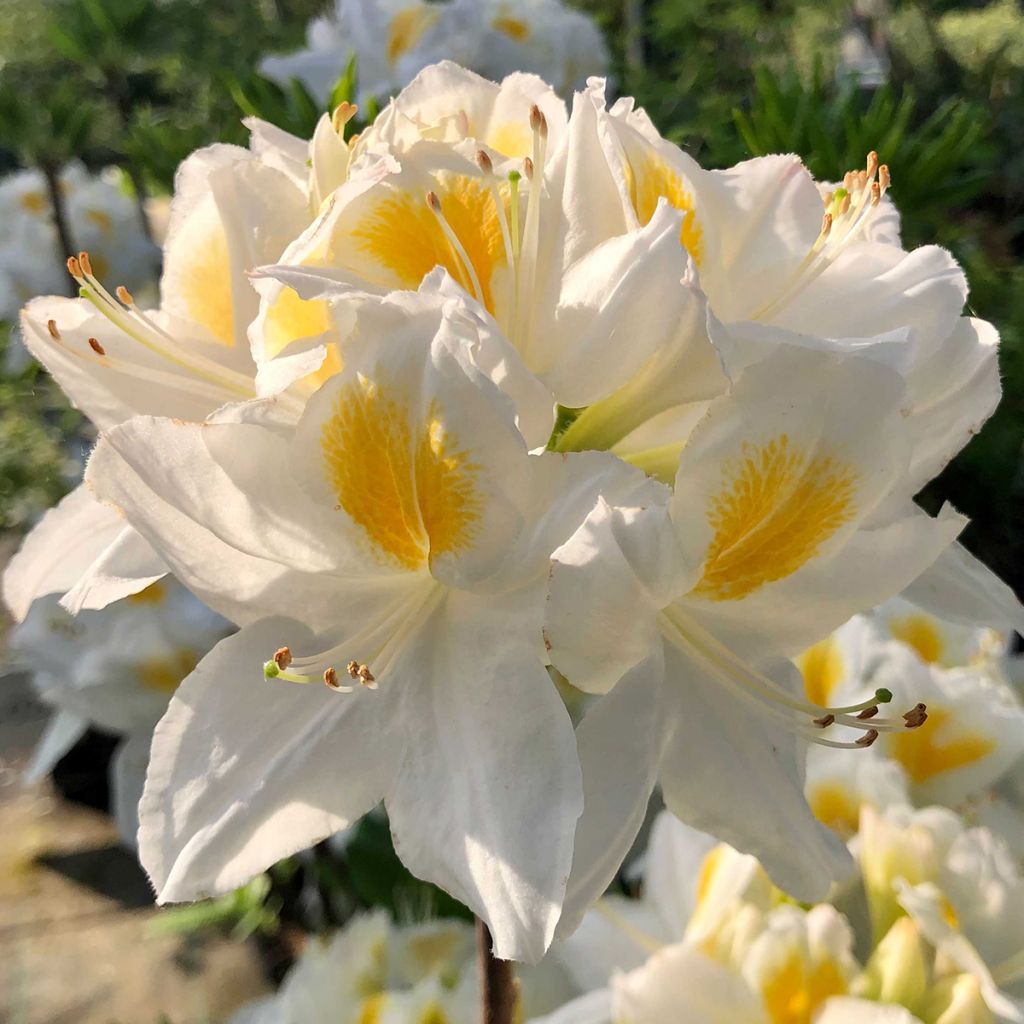 Azalea mollis Persil