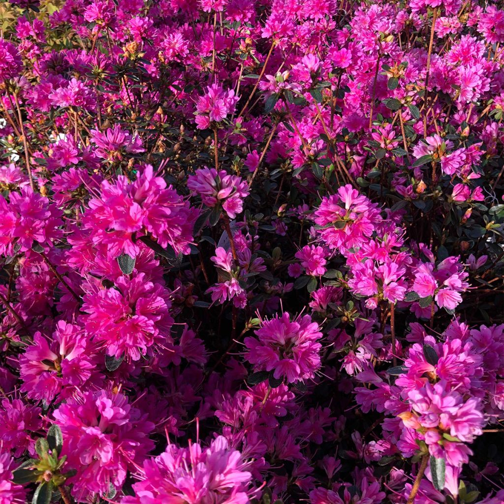 Rhododendron kaempferi Amoena - Japanese Azalea