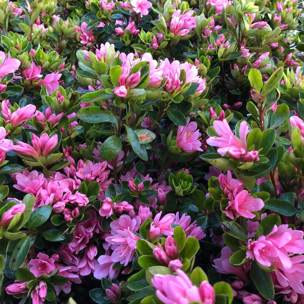 Azalea japonica Kirin