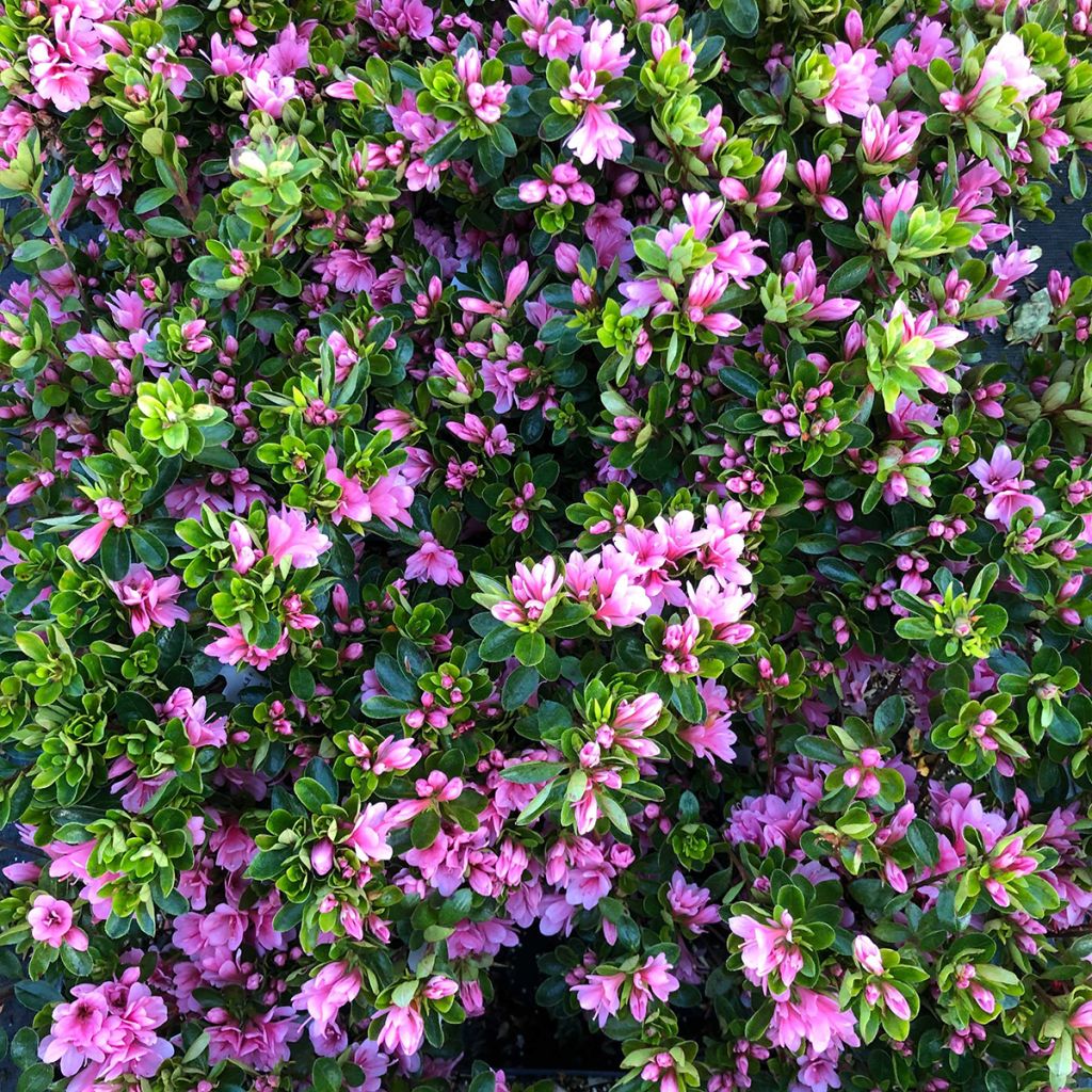 Azalea japonica Kirin