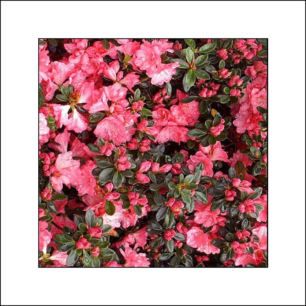 Rhododendron Blaauws pink - Kurume Azalea