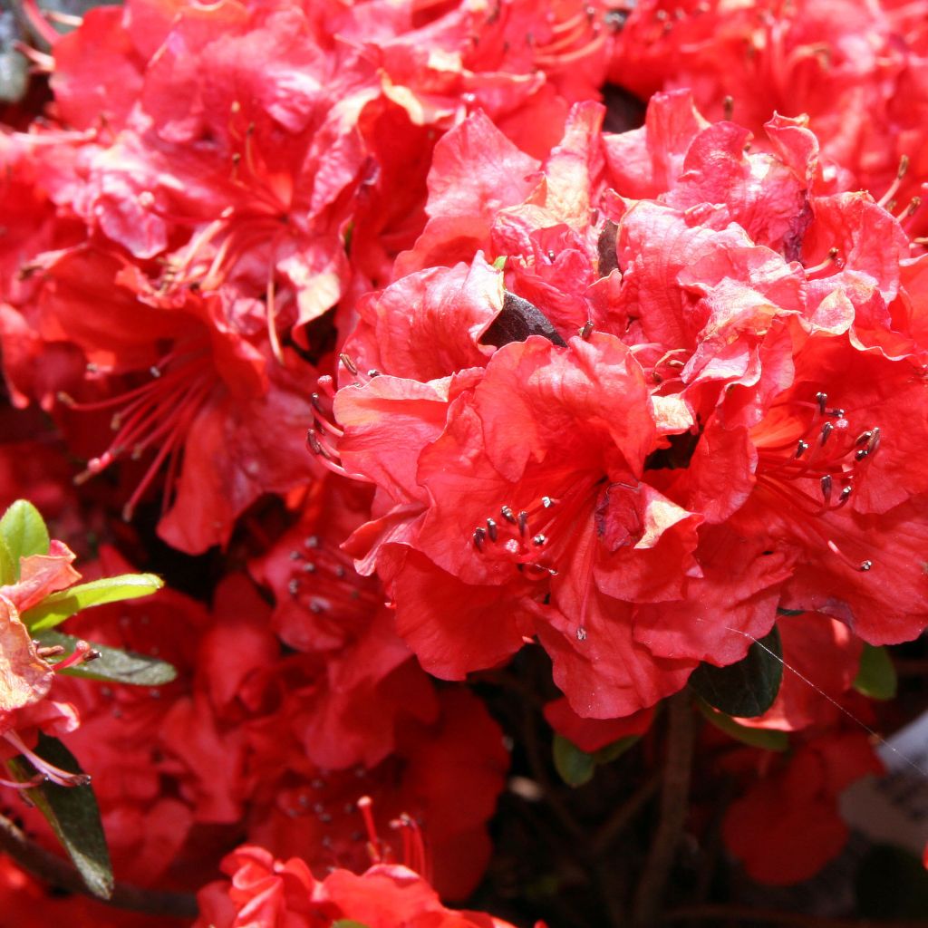 Azalea japonica Girards Hot Shot