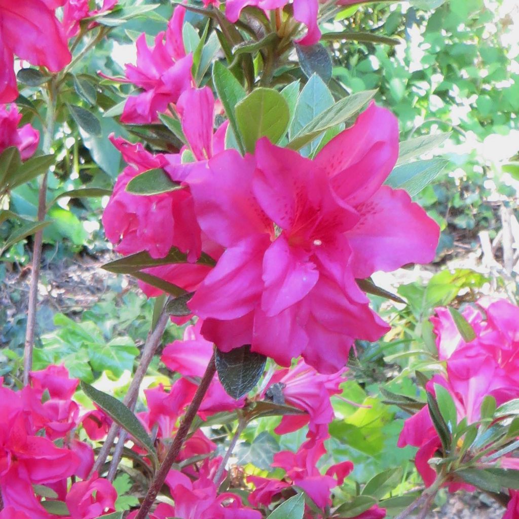 Azalea japonica Rosa King