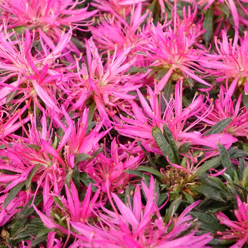 Azalea japonica Star Style Pink AJ10SSRZ