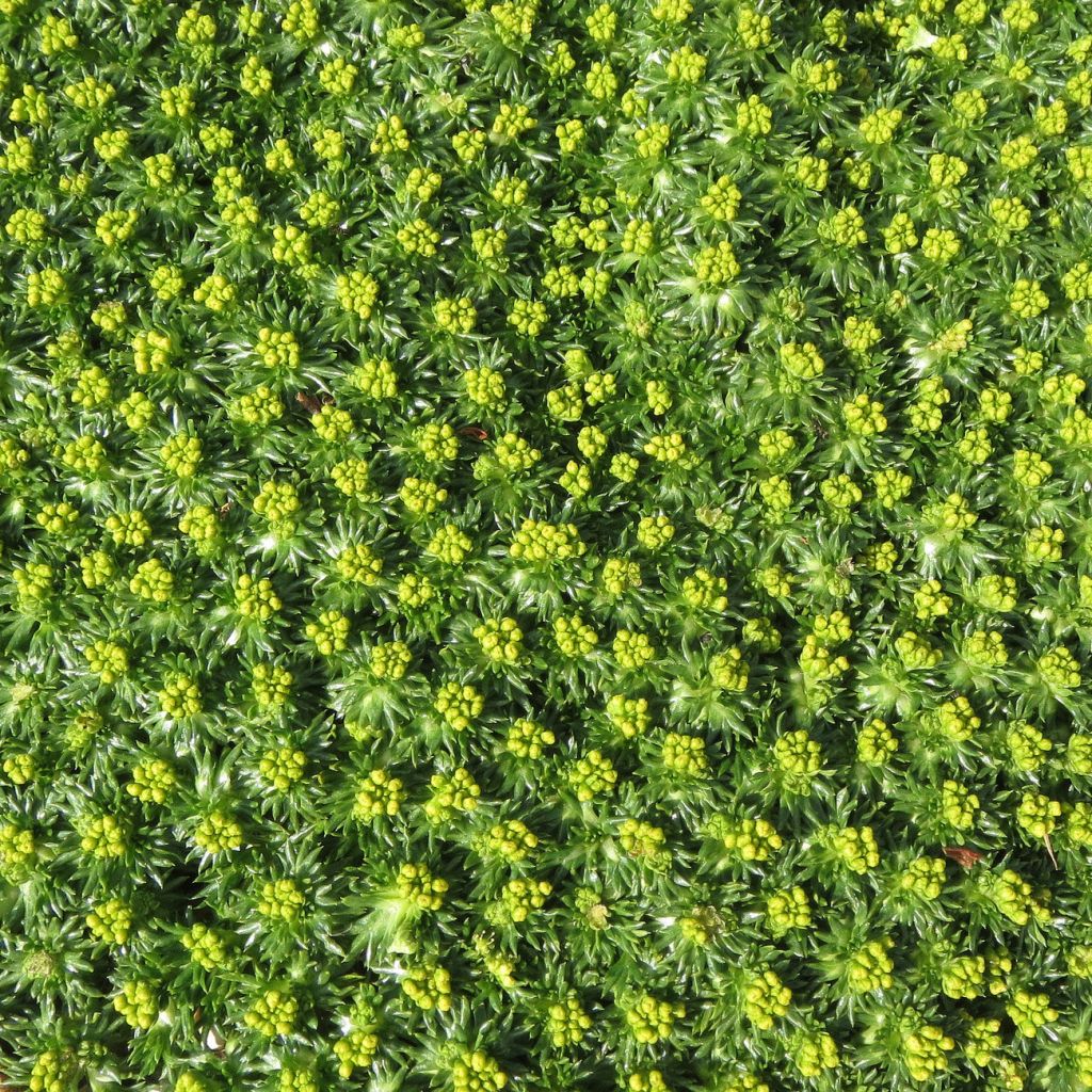 Azorella trifurcata