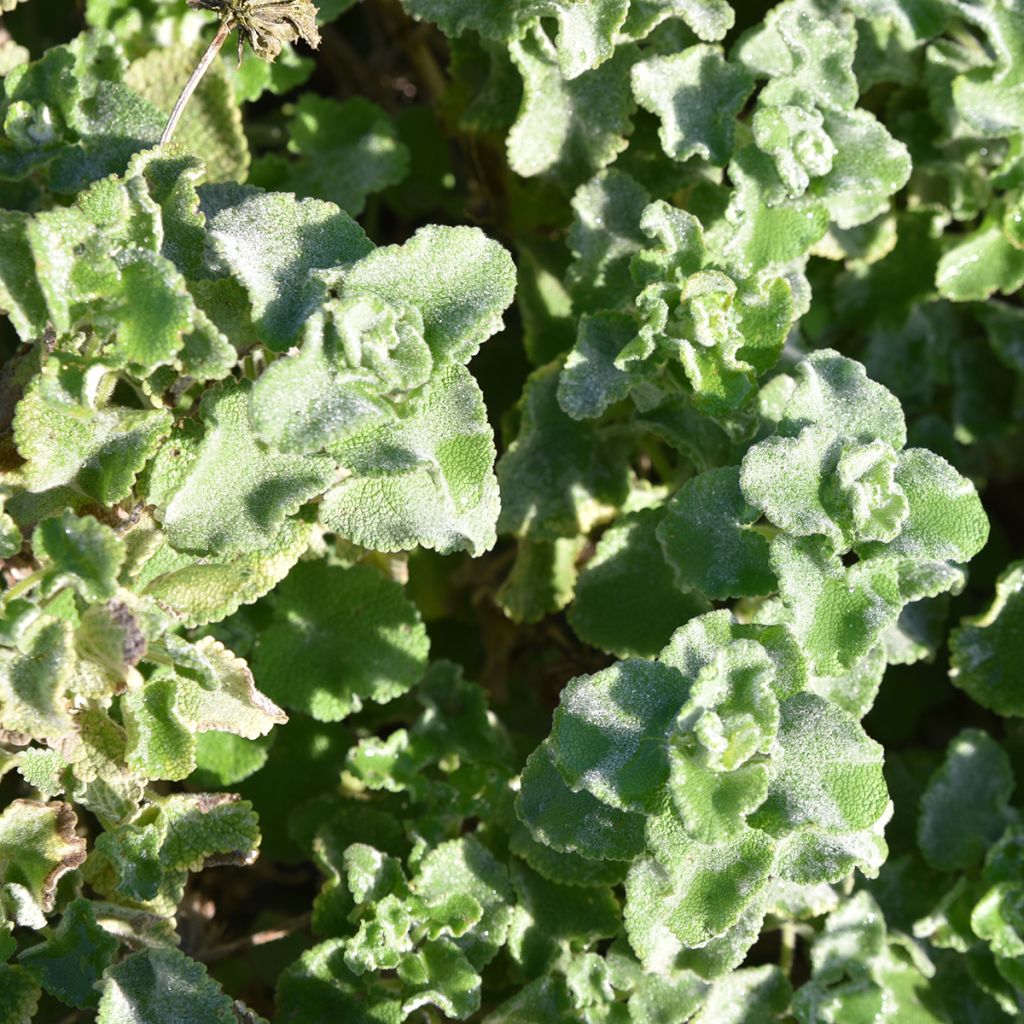Ballota hirsuta