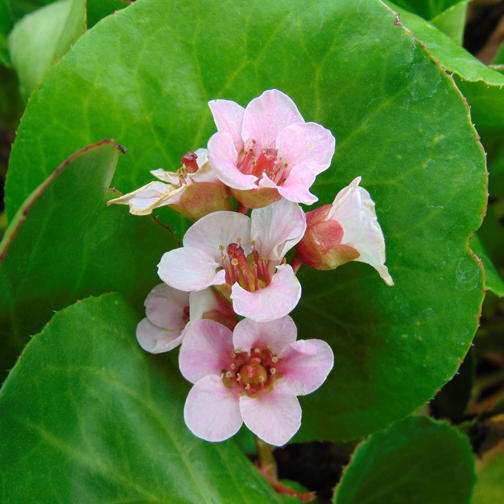 Bergenia Harzkristall - Elephant's Ears