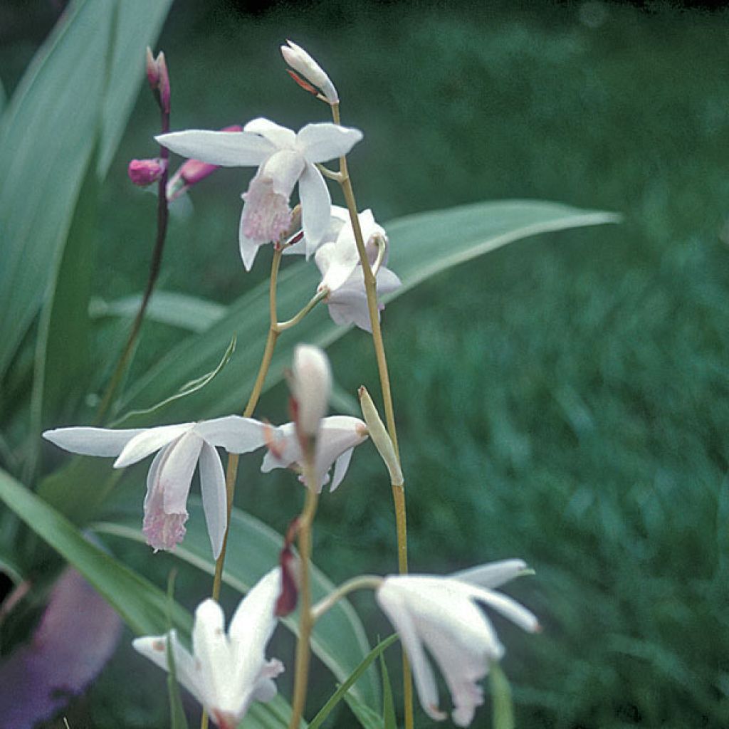 Bletilla striata alba - Chinese Ground Orchid