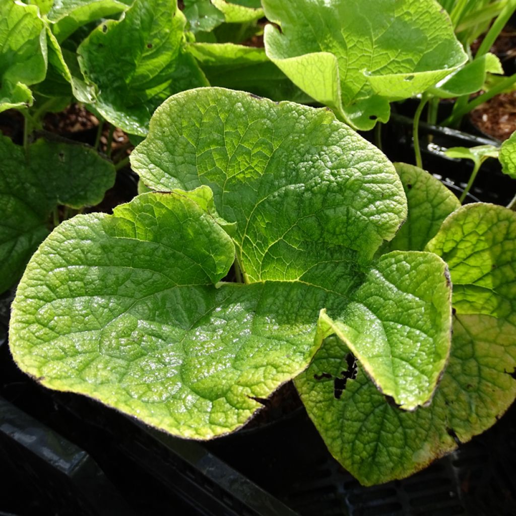 Brunnera macrophylla Betty Bowring - Siberian Bugloss
