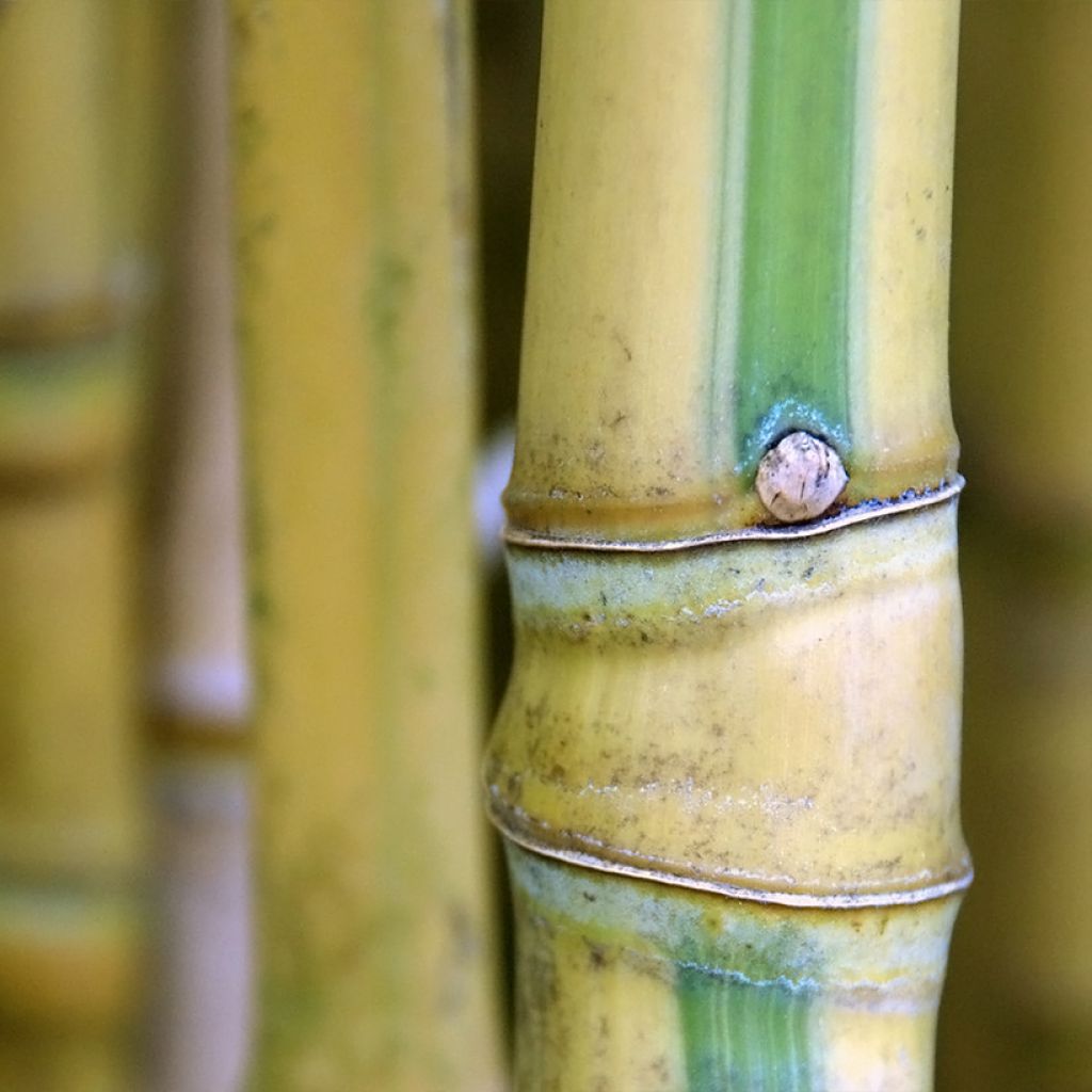 Phyllostachys aurea Koi - Fishpole Bamboo