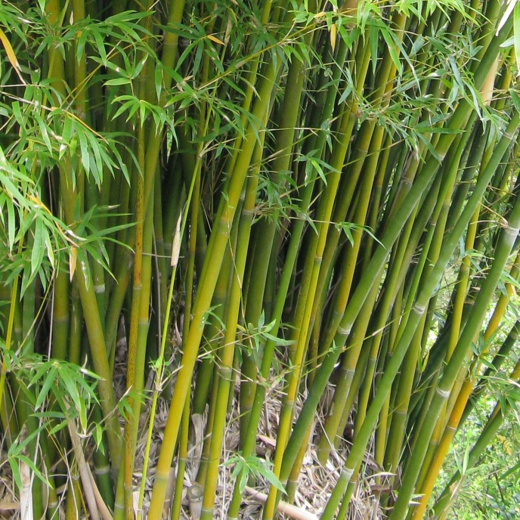 Bambusa glaucescens - Hedge Bamboo
